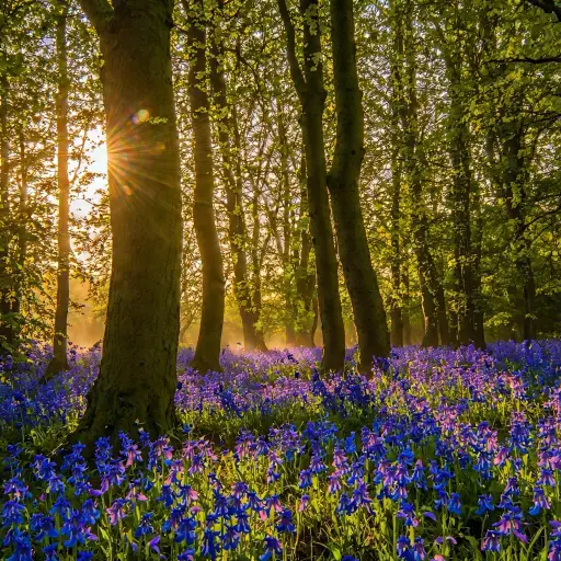 A Springtime Bluebell Wood at Sunset